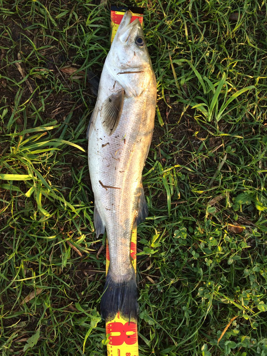 angler0427's tweet photo. 完全アウェイな大野川で早朝からやっちゃいましたわ。
良型78センチのかなり重みのある立派なシーバスでした！
超濁りが効いた激流の中にサスケ140を正面に投げ込み流れにのせ、そのまま流れに逆らうように引き始めた瞬間にドンッとね。 https://t.co/yroxhJYV3q