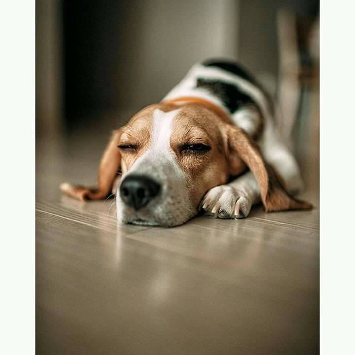 Dogloversin's tweet photo. It's Sunday.. Don't disturb me please.. 😴😴 https://t.co/ehMPZnECoM
