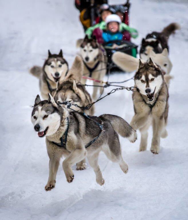 howling husky sled tours