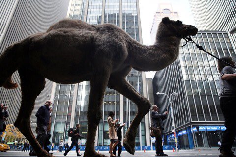 rewildproject's tweet photo. #Rewilding let's make this happen! Via @washingtonpost @PendergrassKP @paleofoundation https://t.co/diwn7ruc2w https://t.co/pw5koXMic9