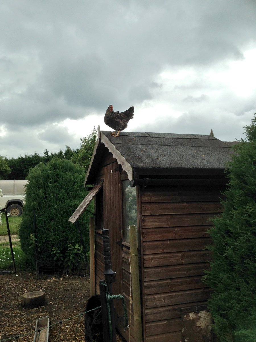 Hatchingchicks's tweet photo. Cuckoo has decided she is a cockerel! #chicken https://t.co/3Kd2BLaVOY