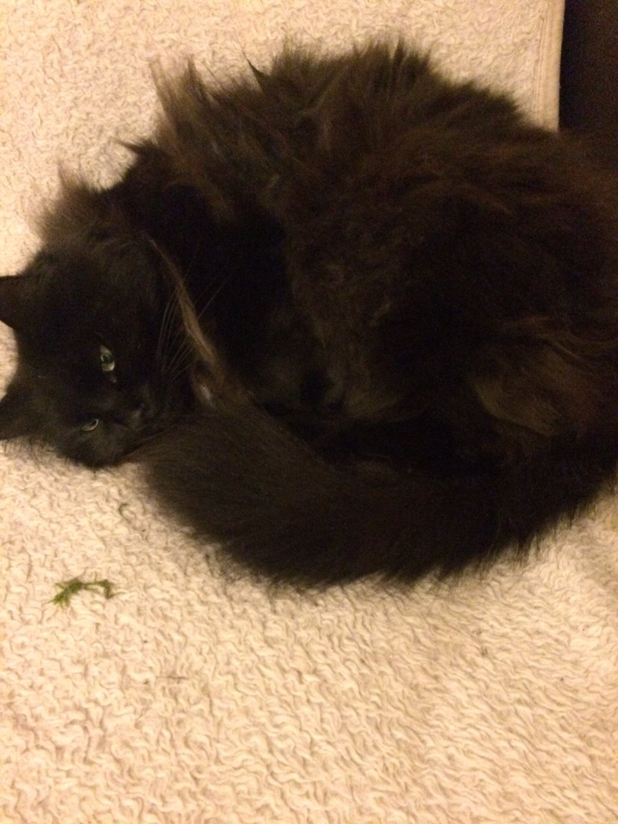 fluffydrewbags's tweet photo. It's Sunday and it's a day to be a lazy fluff! https://t.co/9hh87dLxvY