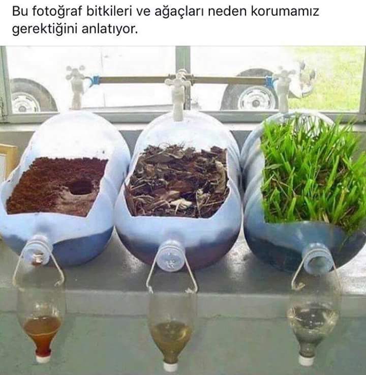 Bu fotoğraf bitkileri ve ağaçları neden korumamız gerektiğini anlatıyor.