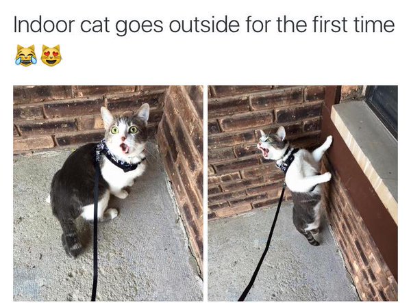 CatsLoveSpace's tweet image. 