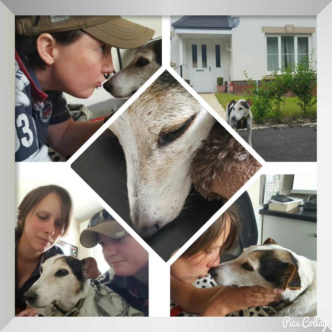 R.I.P Pip. Thanks for letting us be your forever home and letting us love you. <a href="/DT_Bridgend/">DogsTrust Bridgend</a> <a href="/CROFT44/">LARA WEAVER</a>