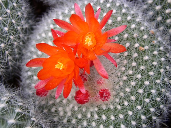 skyflower1133's tweet image. @MSimoneF @THEWAY_Feature @charles4691 @kenichi6922