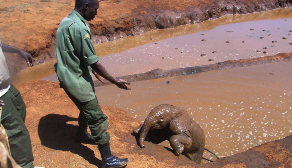 dodo's tweet image. This tiny elephant baby is back where she belongs, thanks to these rescuers 🐘 thedo.do/28YjxgR