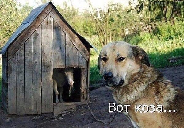 Алиса Вишневская (@alisvishn) on Twitter photo 
