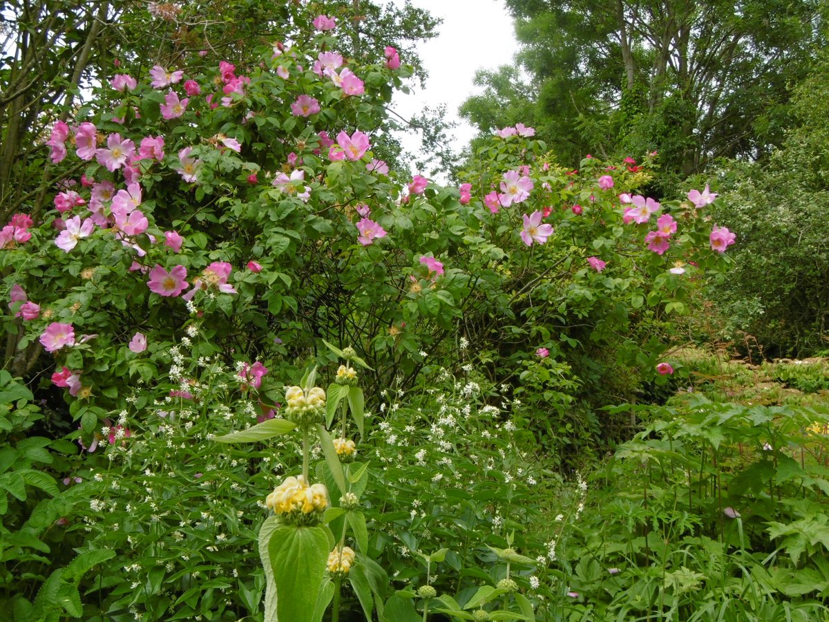 We zijn vandaag open. Sluit nog aan bij de Rozenwandeling/rondleiding door de tuin om 14.00 uur o.l.v Rik Boehlé