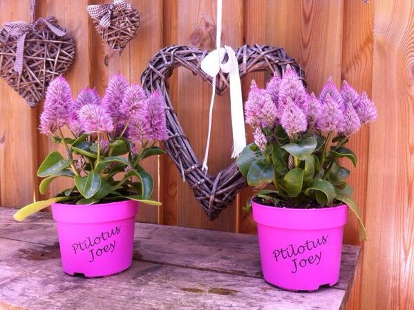 Joey Ptilotus nu leverbaar bij <a href="/DebbyKester/">C&M Kester</a> foto vorig seizoen ontvangen van blije klant (-: