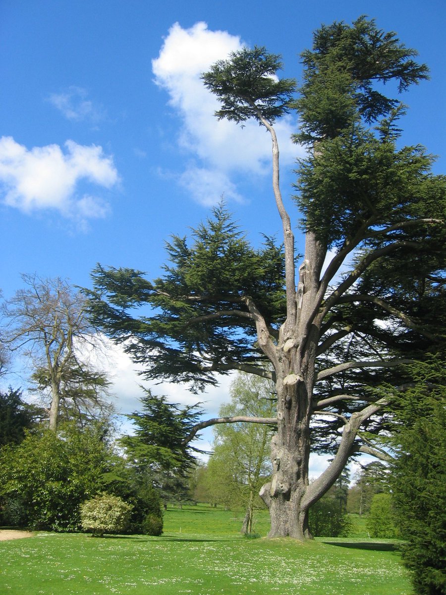 LottoGoodCauses's tweet photo. Enjoy the magnificent trees at @WestonbirtArb https://t.co/yBMn0G1DvW #DoSomethingSunday #environment https://t.co/ZTjuz5Um4C