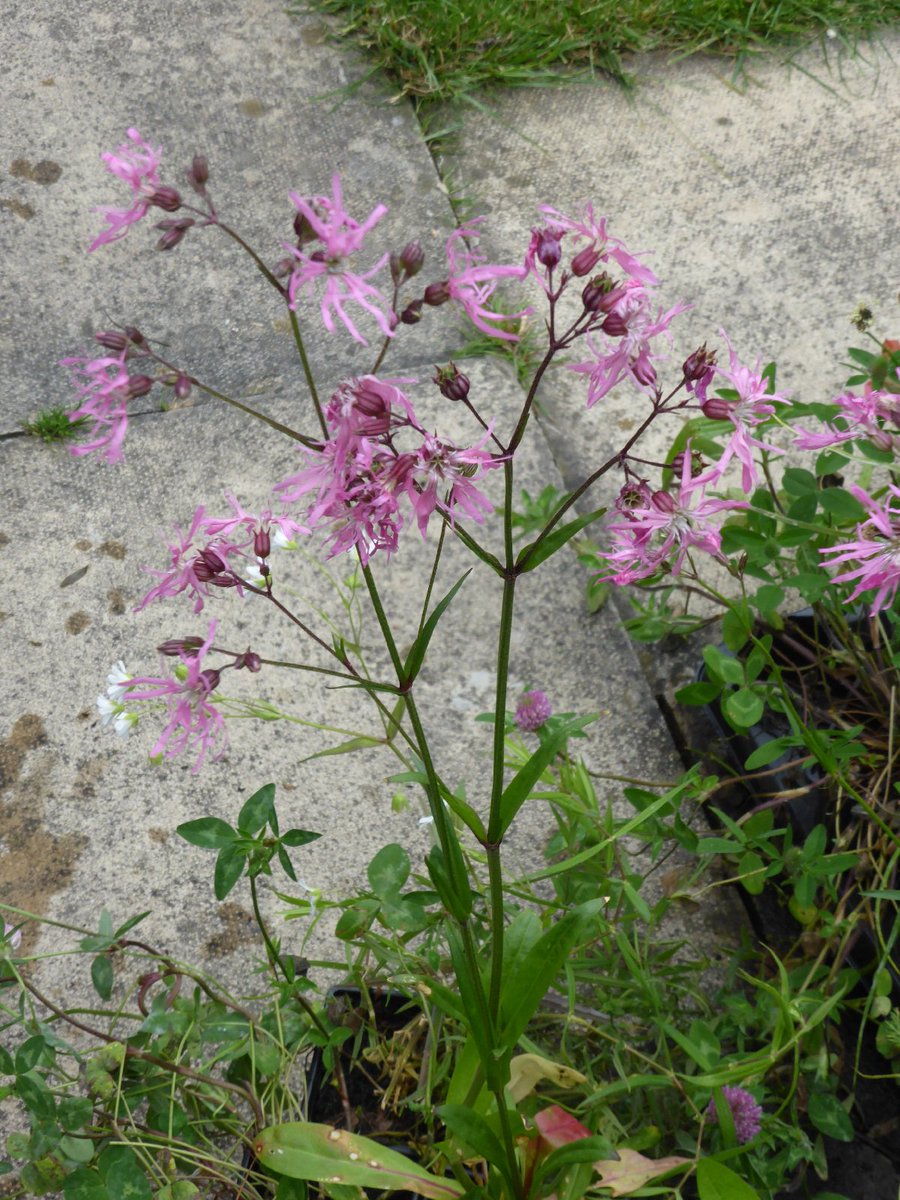 Clifton Backies tweet media