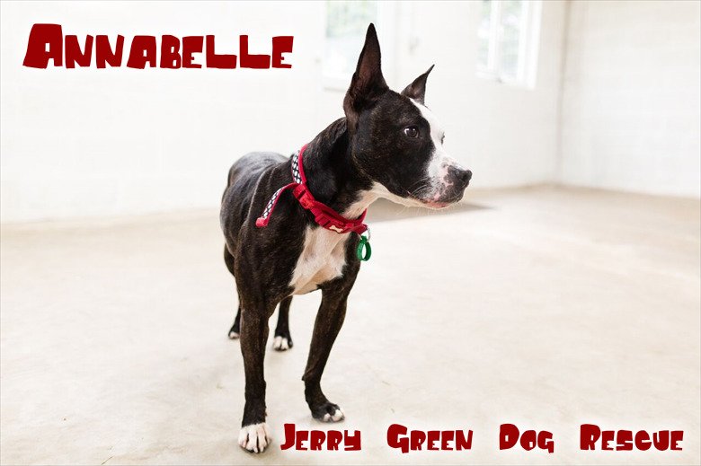 The_Animal_Team's tweet photo. Lost her family &amp; has so much💘to give @martina9910 nyorks@jerrygreendogs.org.uk #StaffySunday💕Pls come and visit me💕 https://t.co/rzXJu0jQ8F