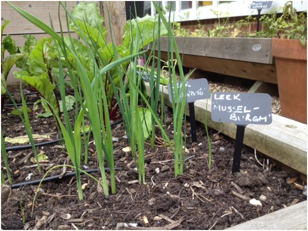 SchoolsGardens's tweet photo. Leeks are growing in cells in a cold frame, now to find a #raisedbed home #growingleeks https://t.co/46CZj2lX4y https://t.co/fFLfB3qJB5