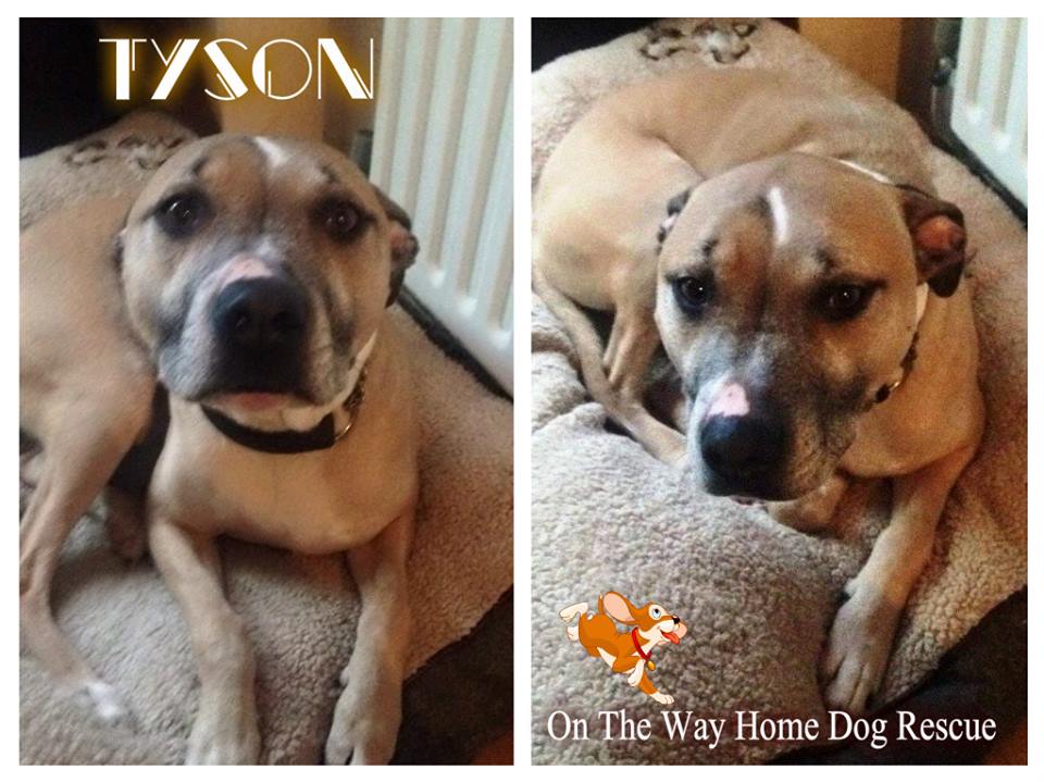 The_Animal_Team's tweet photo. 💘Gr8 W 🐶 kids SUPER little lad who needs some lovin💘🐾#StaffySunday🐾#dogsoftwitter chrisblackburn@orangehome.co.uk💘 https://t.co/bqIfuLnYjh
