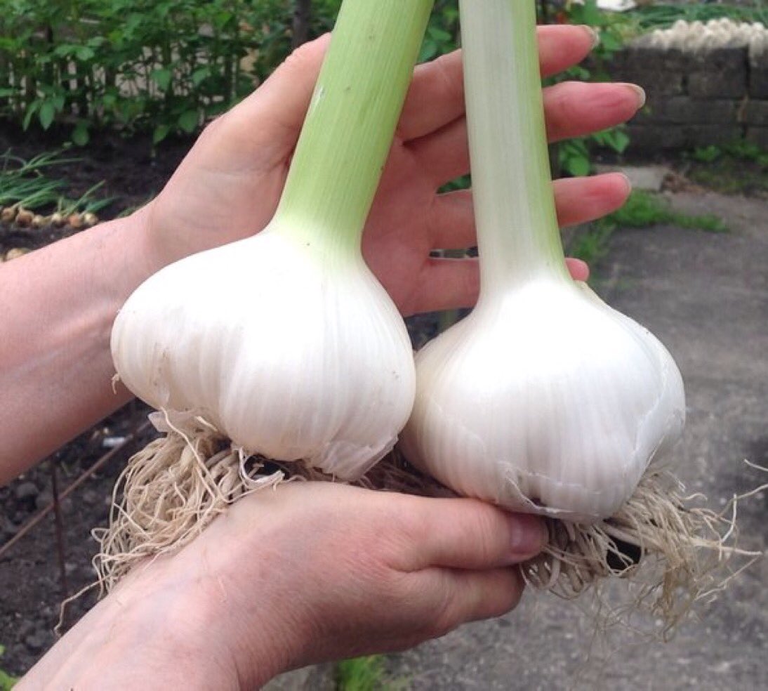 .<a href="/fusianliving/">Jo Jo Yee</a> my brother in law grows the most amazing garlic! <a href="/pineflatplace/">Simon Aldred</a>  I must get some soon!