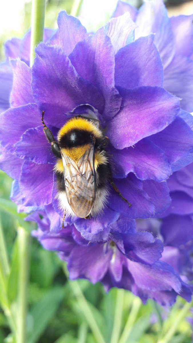 BumblebeeFarm_'s tweet photo. Found this fella this morning.l'd love a delphinium bed.#ecofriendlyflowers.#beefriendly https://t.co/Mjuf2t26Vq
