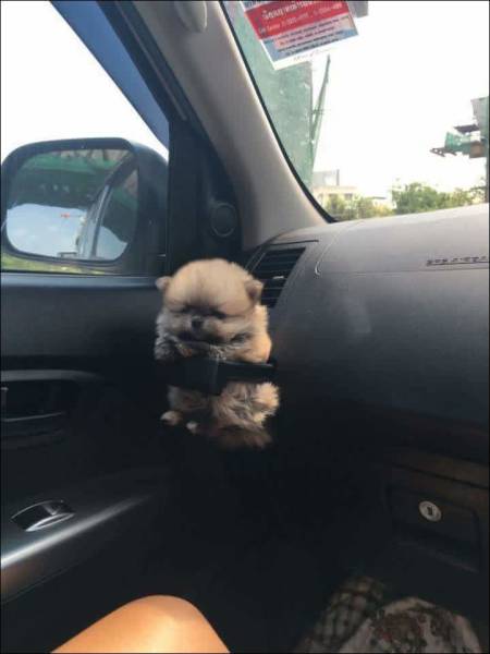 TheLazyDog_'s tweet image. Pup holder. #DogLife