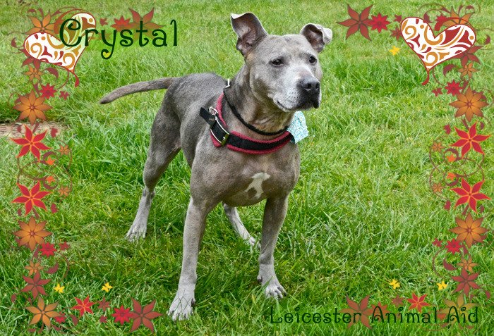 The_Animal_Team's tweet photo. 💘Very clever lady nds active family 4 adventures 🐾#StaffySunday🐾#dogs🐾@LeicsAnimalAid info@leicesteranimalaid.org.uk https://t.co/LCKsQdvwXQ