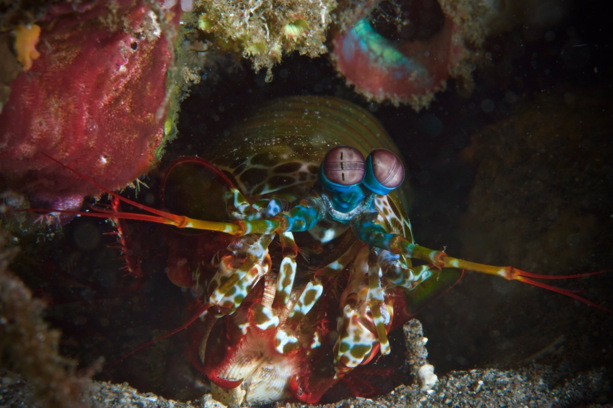 Craig70mtr's tweet photo. #Dauin #SeaExplorers #Philippines This area is a divers paradise,thanks Den Den our guide. https://t.co/mO8PVu68hM