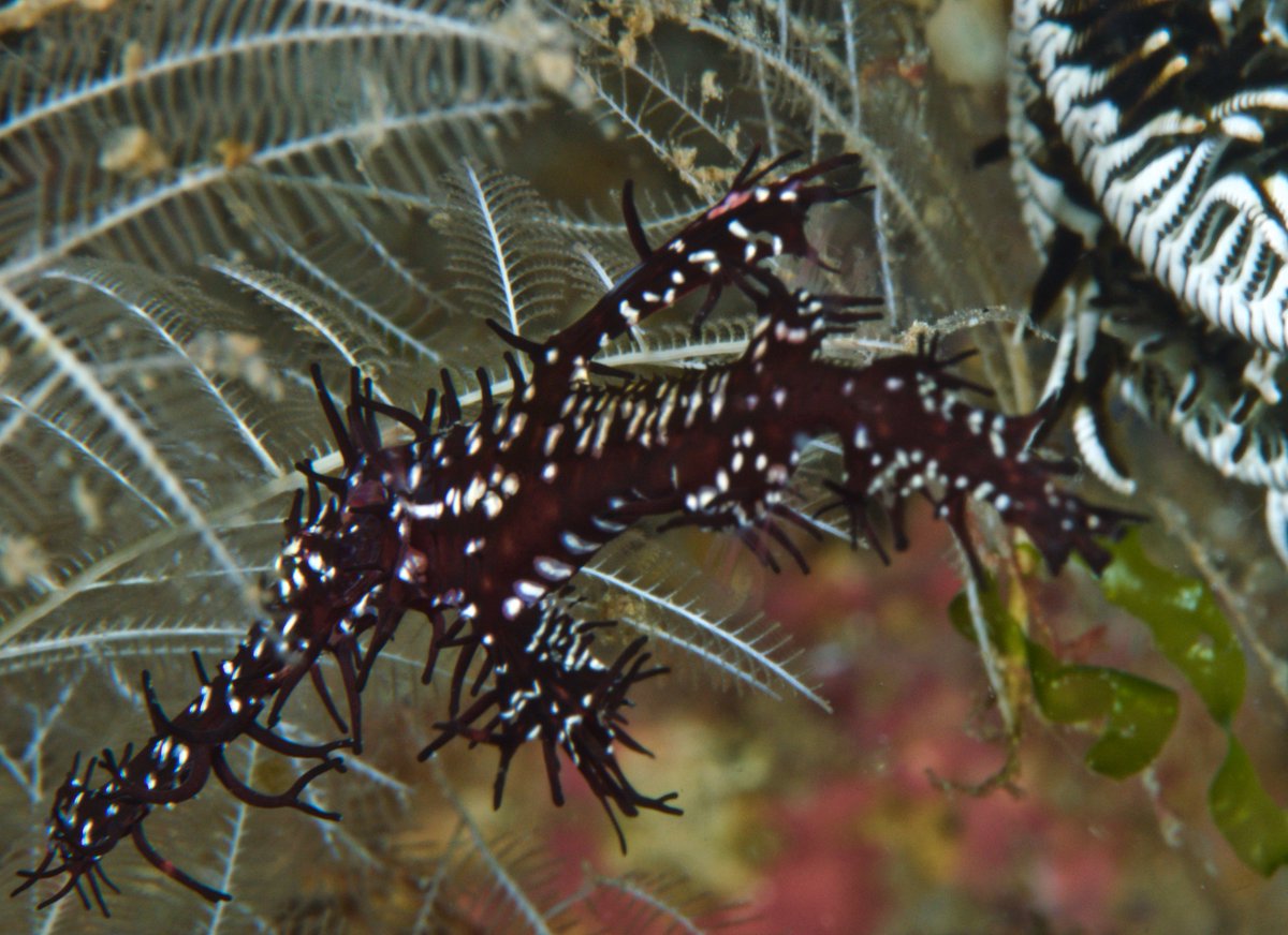 Craig70mtr's tweet photo. #Dauin #SeaExplorers #Philippines This area is a divers paradise,thanks Den Den our guide. https://t.co/mO8PVu68hM