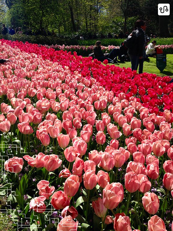 CoreseMatizes's tweet photo. #comlegenda #intercambio PRIMAVERA NA HOLANDA https://t.co/KfEURnVenN https://t.co/IBlzfaMuWS