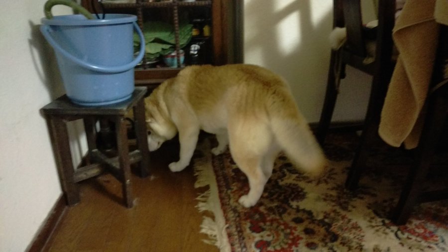 犬を飼うとゴキブリが居なくなる 犬が大丈夫な駆除方法も紹介 今週のペルル店長