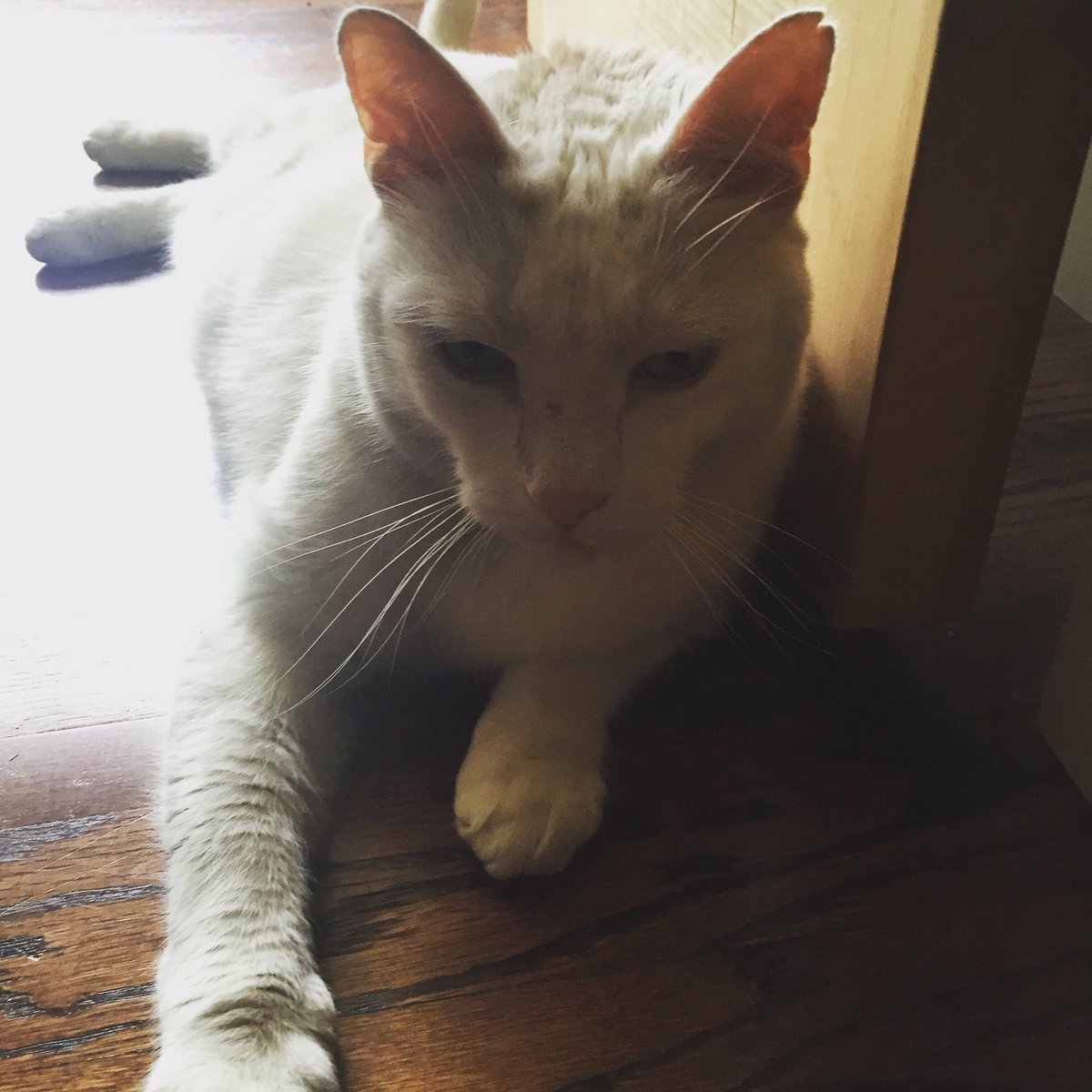 haimerlad's tweet photo. Dear Aunt @katylockerindet: Please have more parties where Brie falls on the floor -- 💗 #JackCat #cheesehangover https://t.co/Q18ET0GUeL