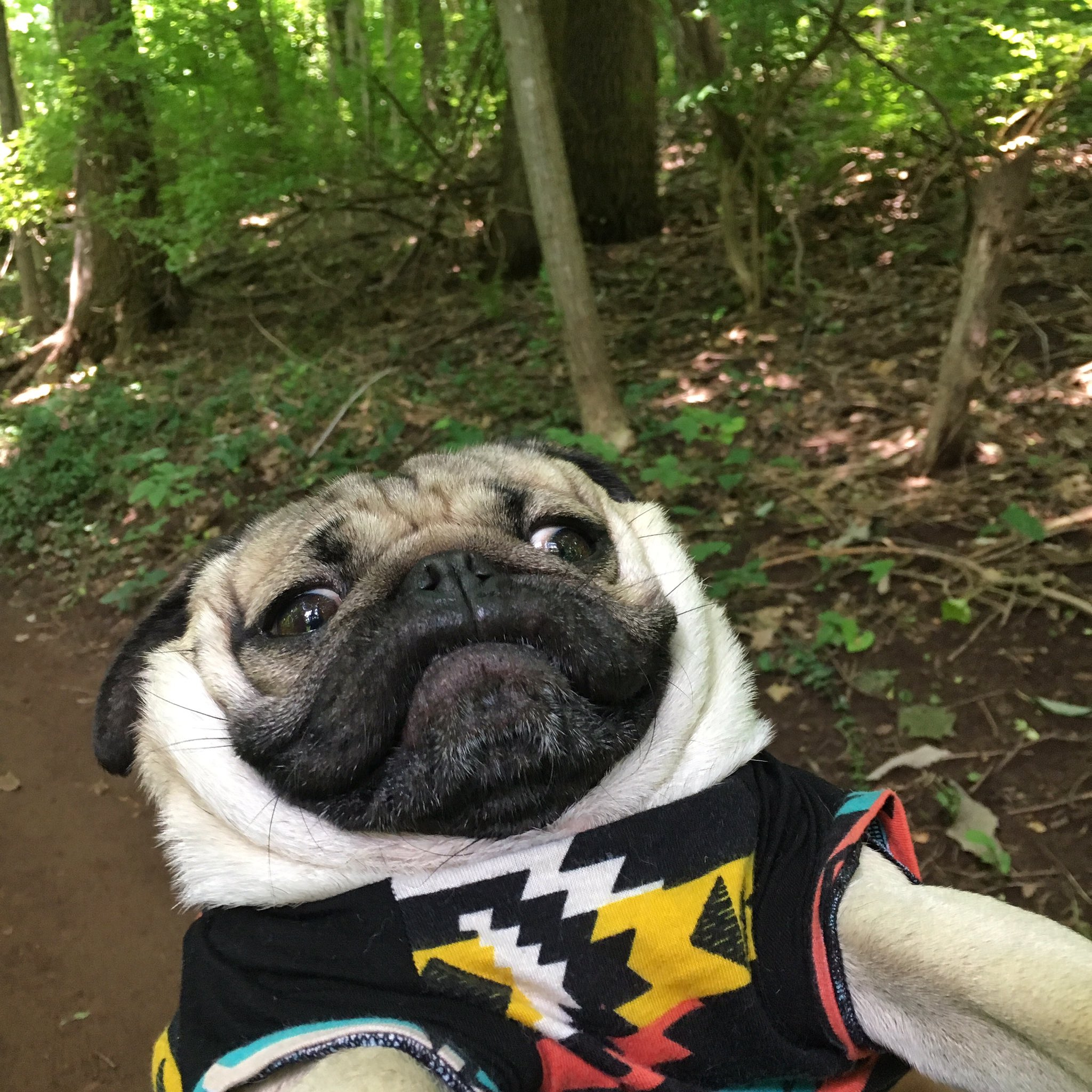 Doug The Pug on X When a bee is chasing u https t vvRyso6yPj X