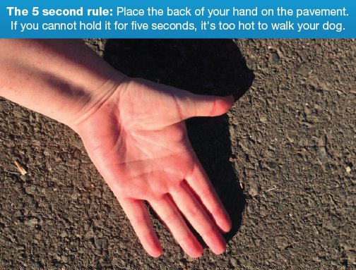 Smart911's tweet image. Place the back of your hand on the pavement. If you can't hold it for 5 seconds, it's too hot to walk your dog.