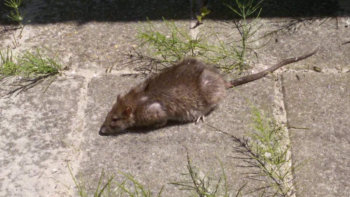 alinekiewiet's tweet photo. Ik vrees dat deze rat heeft besloten in mijn tuin dood te gaan. https://t.co/sAsGrJ7ayD