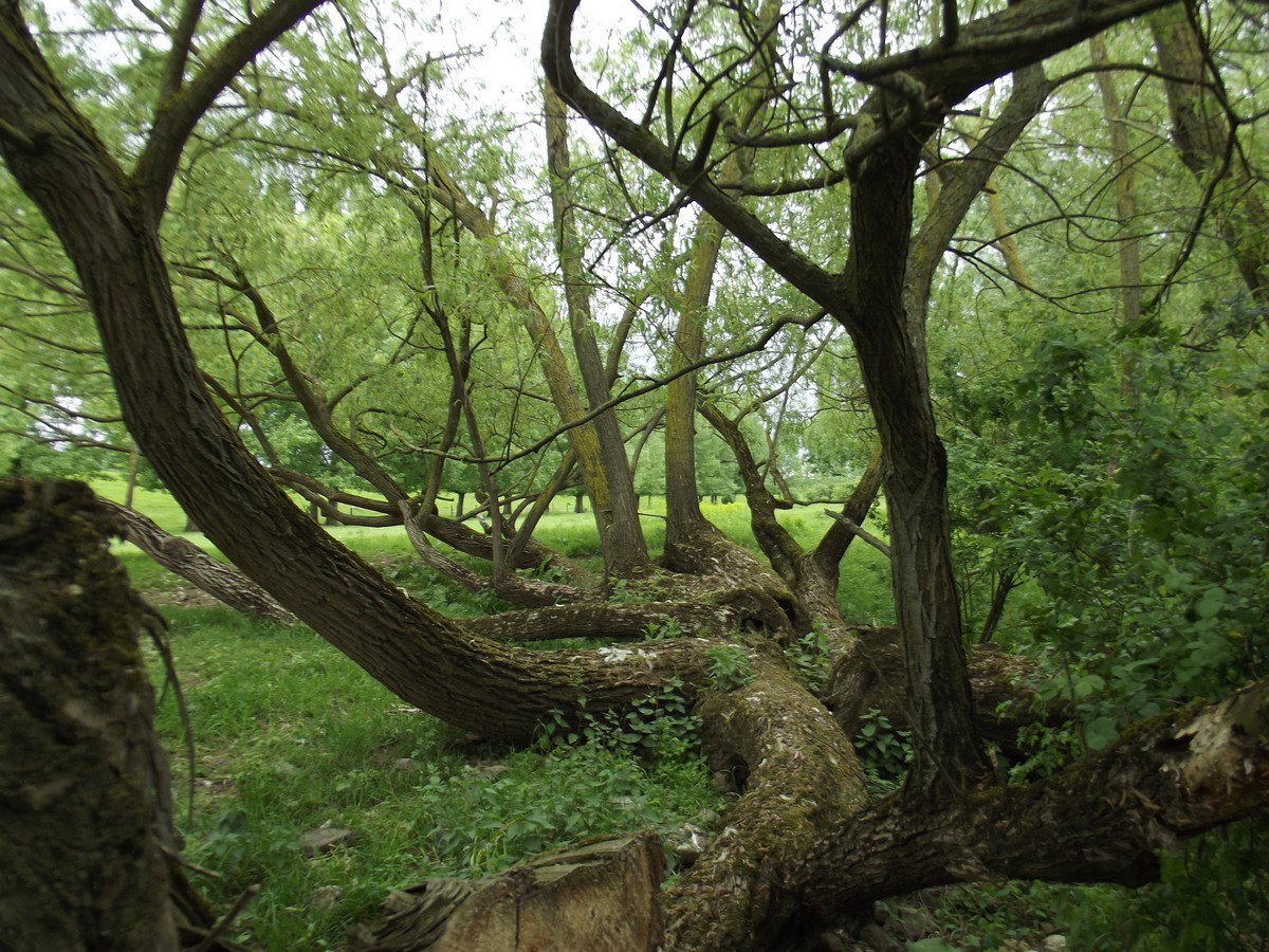 Deze boom mag worden gekapt zonder vergunning. stadsnatuurvenlo.nl/register-van-w… @joost_blokland <a href="/DeBomenridders/">DeBomenridders</a> <a href="/bomengidsnl/">bomengids.nl🐰🇺🇦</a>