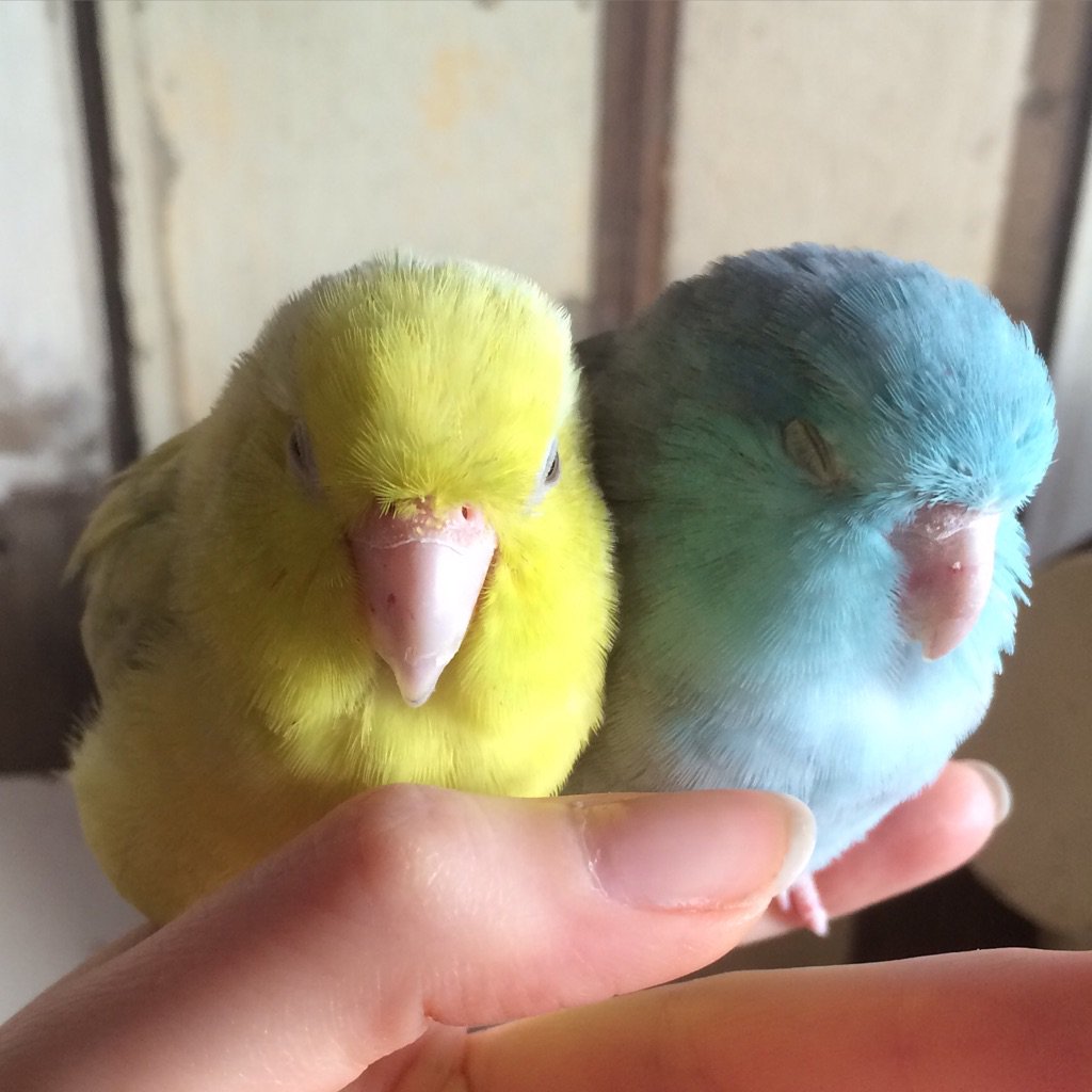 PLEASE RT Wilma (yellow parrotlet) has escaped from my brothers flat around Montague Rd E8. Please please pass on