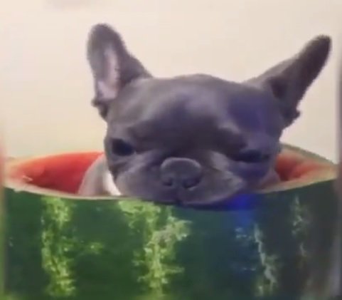 A dog with a love for watermelon has become an internet sensation. bit.ly/28Wu7DC?utm_me… #watermelondog https://t.co/Q2XWqB4E6G