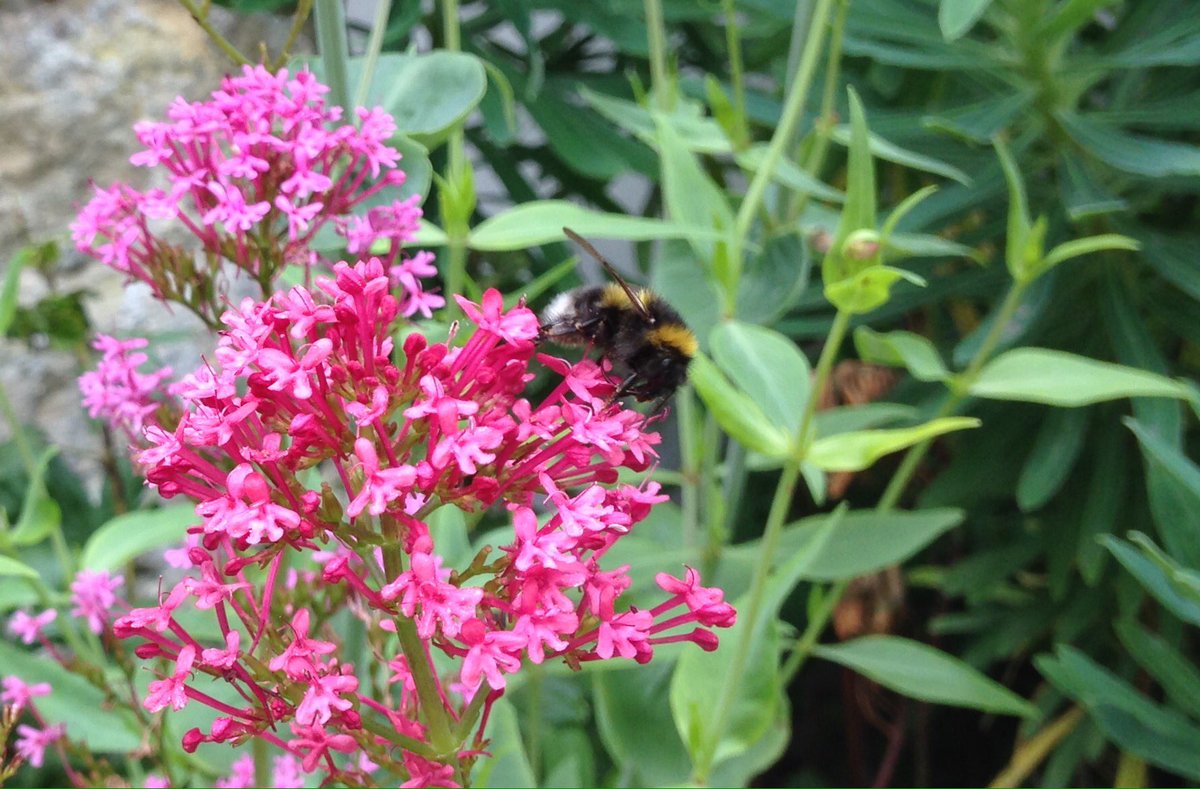 mels_posts's tweet image. Enjoying the day  @NGSOpenGardens Sinnington #sinnington #gardens