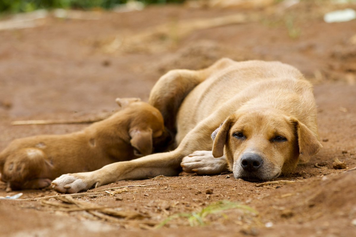 MoveTheWorldUK's tweet photo. Vaccinated dogs form a barrier against rabies, protecting people too #BetterLivesForDogs https://t.co/SUYl8XwHbY https://t.co/3ARPkn60ej