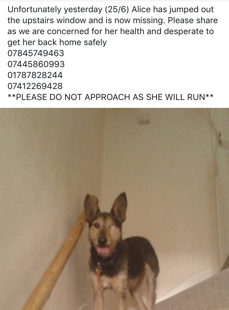TownOfSudbury's tweet photo. Remember Alice? She's gone for an adventure again! Pls RT and help bring her home #FindAlice https://t.co/KDtWyhUldS