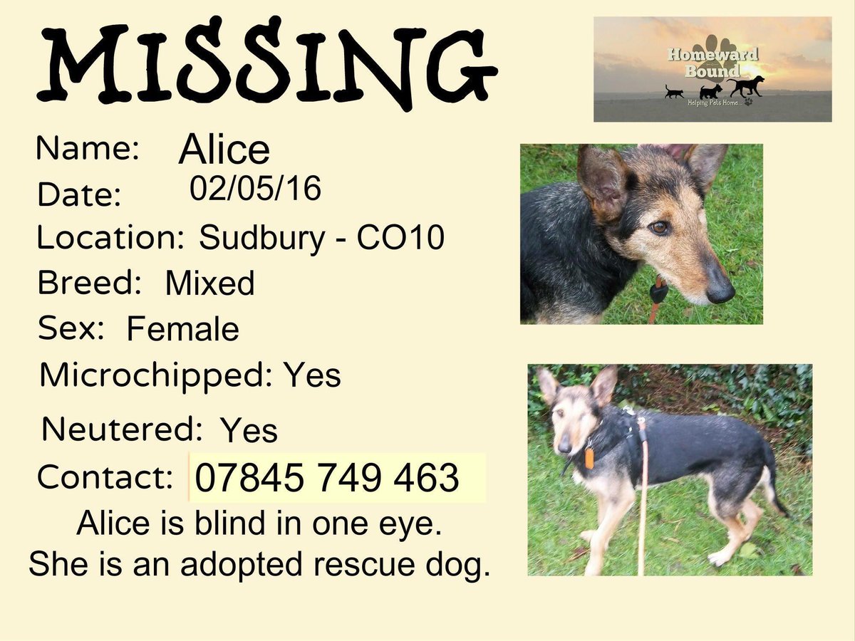 TownOfSudbury's tweet photo. Remember Alice? She's gone for an adventure again! Pls RT and help bring her home #FindAlice https://t.co/KDtWyhUldS