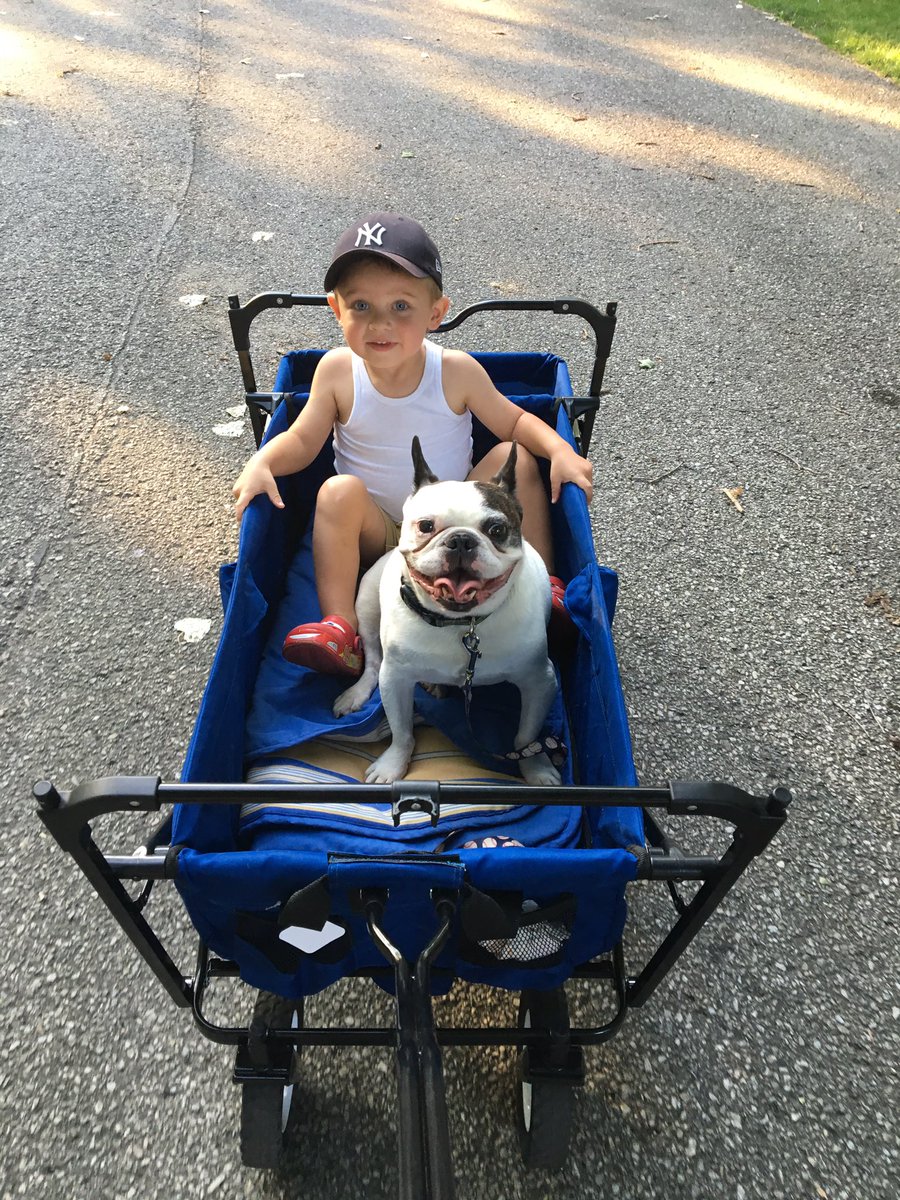 HugotheFrenchie's tweet image. I ❤️ taking a ride with my little brother.