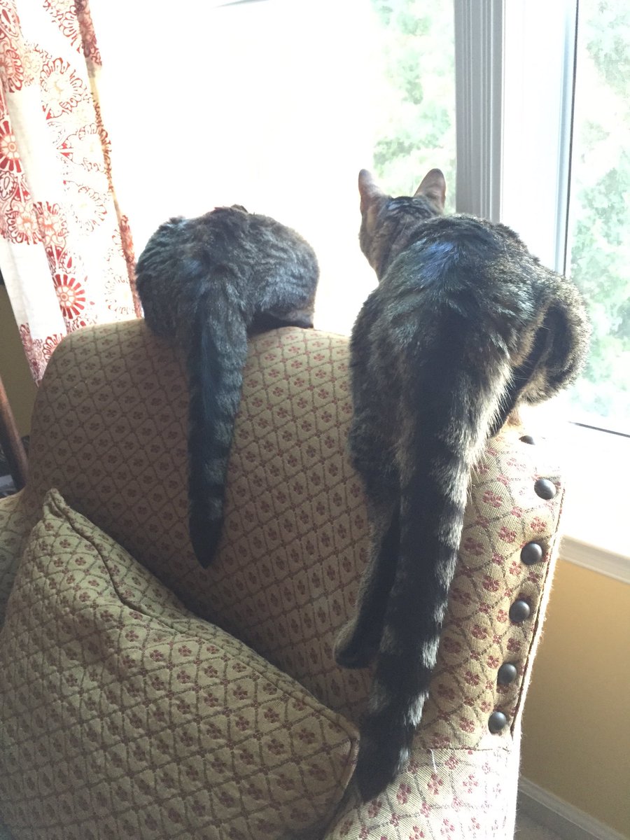 HazelTedStella's tweet photo. Squirrel! #wonkyleg https://t.co/U51IBeJY8T