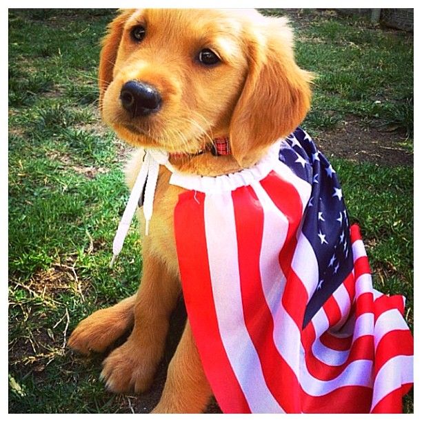 theBarkTV's tweet photo. Happy 4th of July from this cute Golden Retriever puppy! https://t.co/boh2q2i0CQ