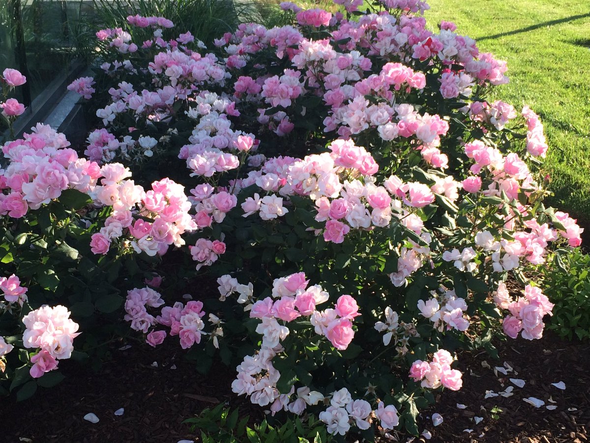 StephanieCNews's tweet photo. What an absolutely beautiful Sunday morning!! It doesn't get more perfect than this! 🌞🌸🌼 https://t.co/dqk6UfduG5