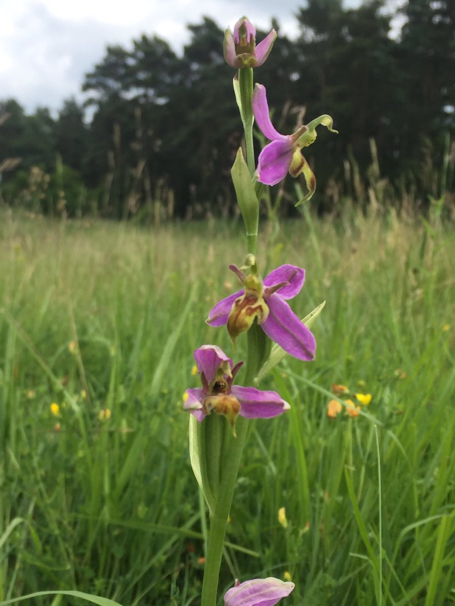 davidearlgray's tweet image. Brilliant example of a Wasp Orchid in Rutland this afternoon! #orchids #Vc55