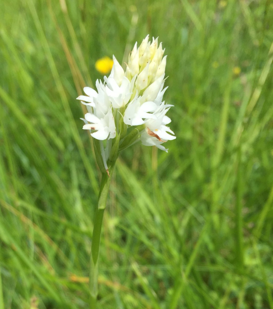 davidearlgray's tweet image. Also a classic Var Alba Pyramidal Orchid at the same site. First record maybe for Vc55? #orchids #Vc55