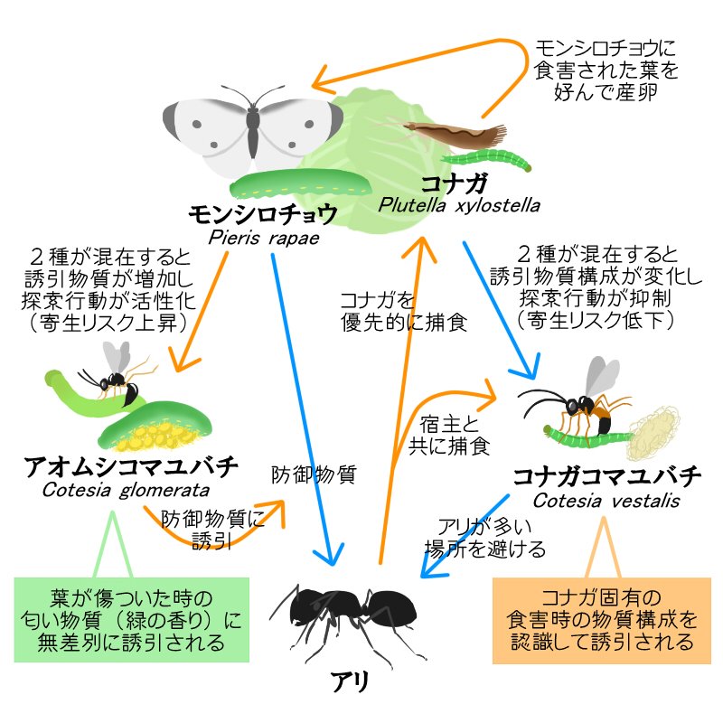叱咤過侮離のtapa キャベツとそれを取り巻くアオムシ達とその寄生蜂 アリの奇妙で複雑な関係性を２枚のイラストにしました キャベツなどのアブラナ科植物は虫などに食害された際 匂い物質を分泌することで寄生蜂を誘引することが判っている T