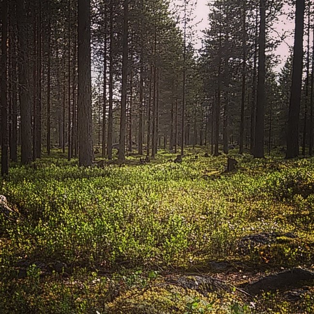 _ellutuulia's tweet photo. #silence #inthemiddleofthenight #summer #midnightsun #visitrovaniemi https://t.co/XX0anjphNc