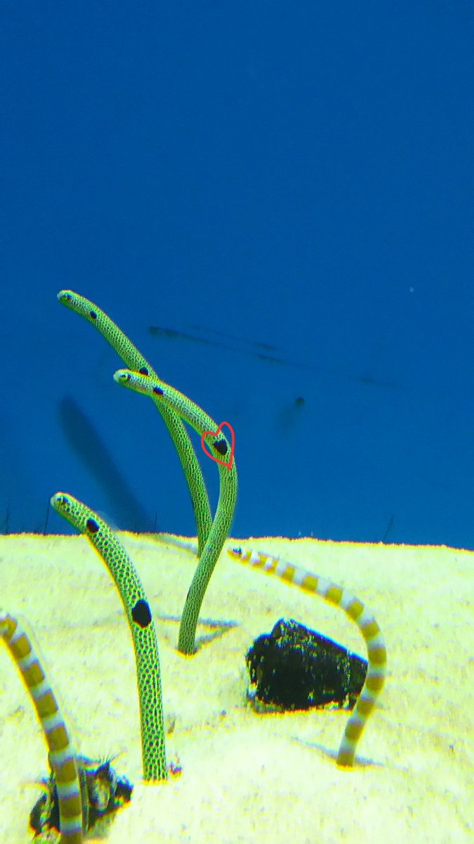 なんか模様がハート♡に見える…と思った… しかも2匹！幸せを呼んで