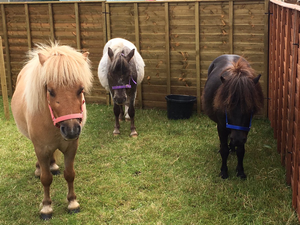 munchkinsponies's tweet photo. Butterscotch, Ozzy and Minimus at the Axe Vale Festival yesterday. We had a great day raising awareness. https://t.co/AnWn8593VX
