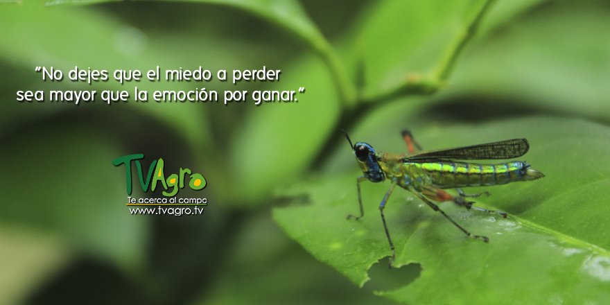 TvAgro's tweet image. #FelizDomingo