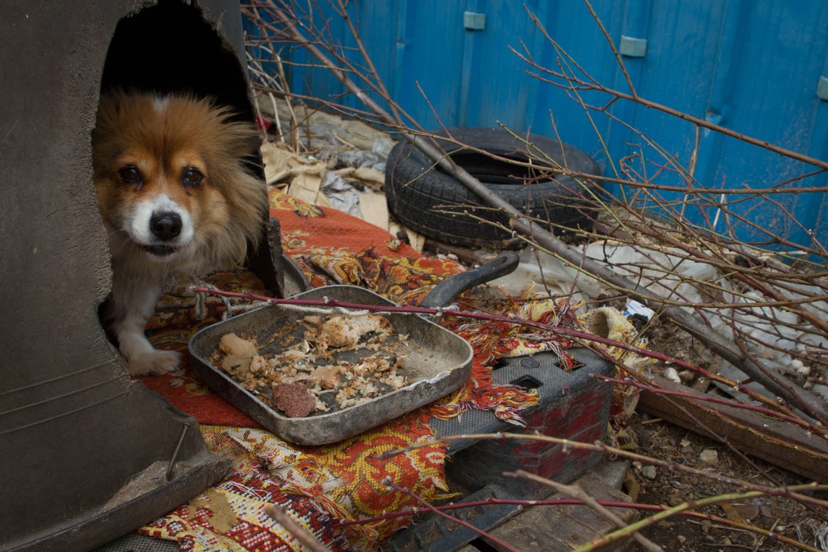 ANoiLaParola's tweet photo. INTERVISTA a @ekpics di @freekoreandogs by @Iodich
La battaglia x salvarli dall'Inferno https://t.co/PoyxANlUSP https://t.co/wZhm8mckEP